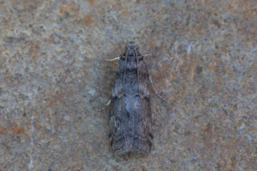 Phycita sp.